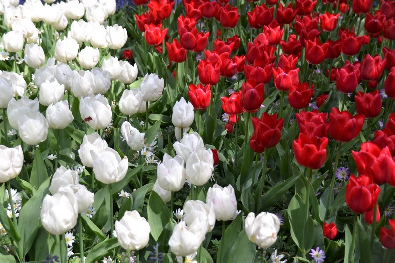 DSC_0228 (Kopiowanie).JPG