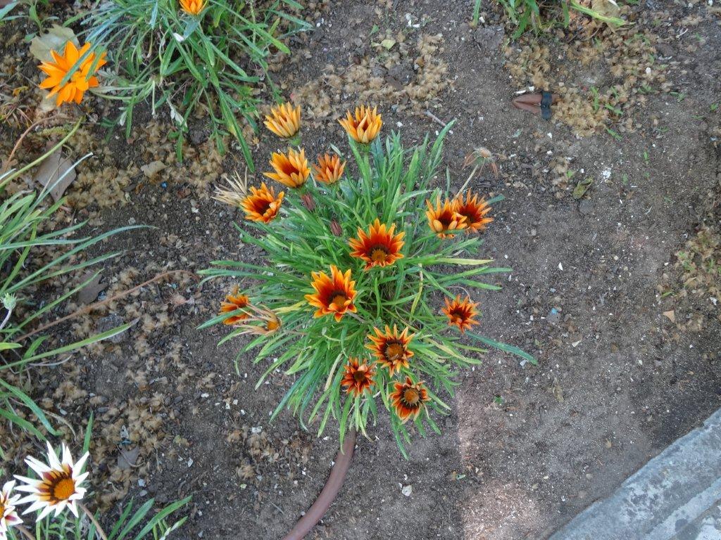 Podbój Iberii cz. I 1923.jpg