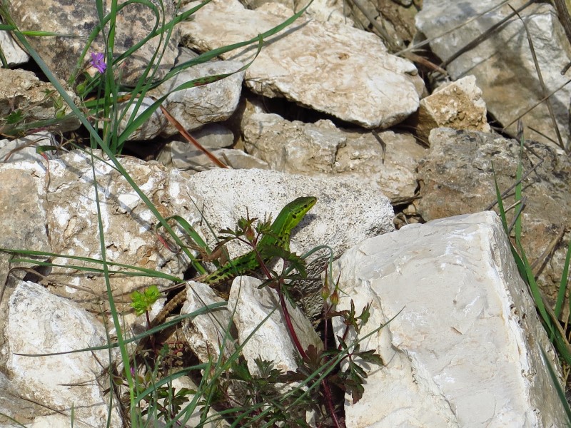 2018-04-29-12h59m36 (Custom).JPG