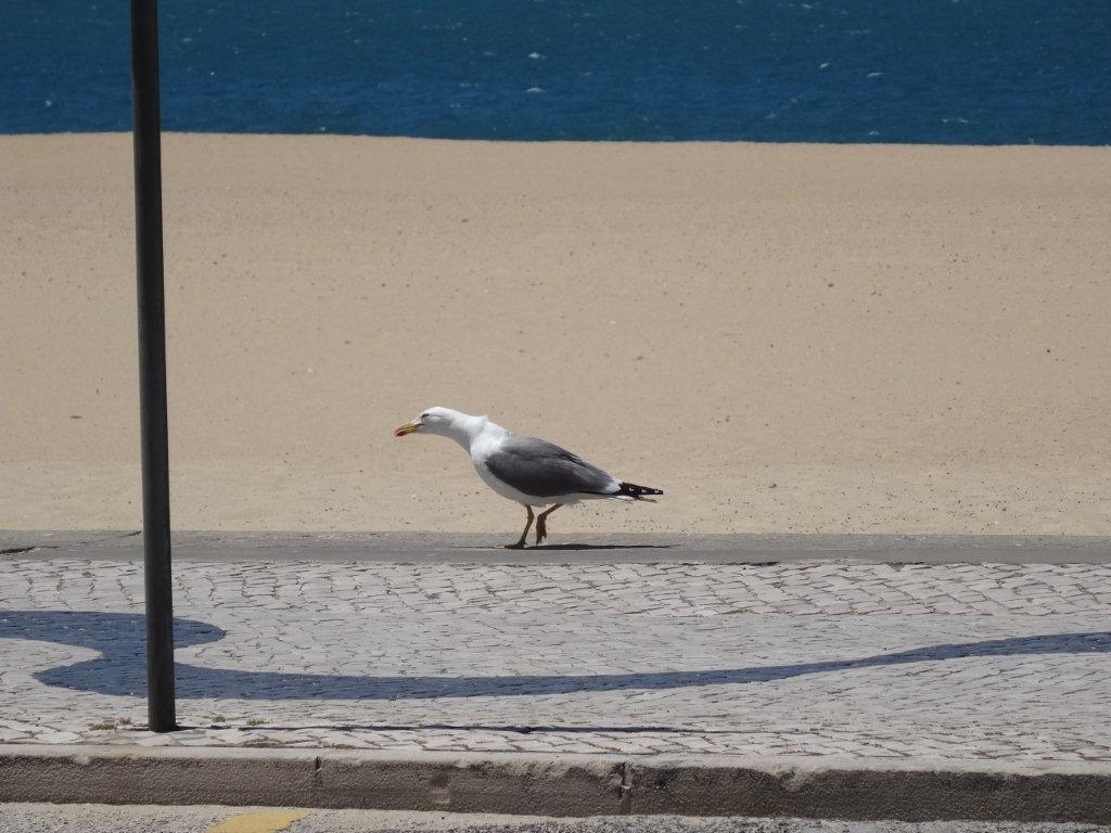 Podbój Iberii cz. I 2059.jpg