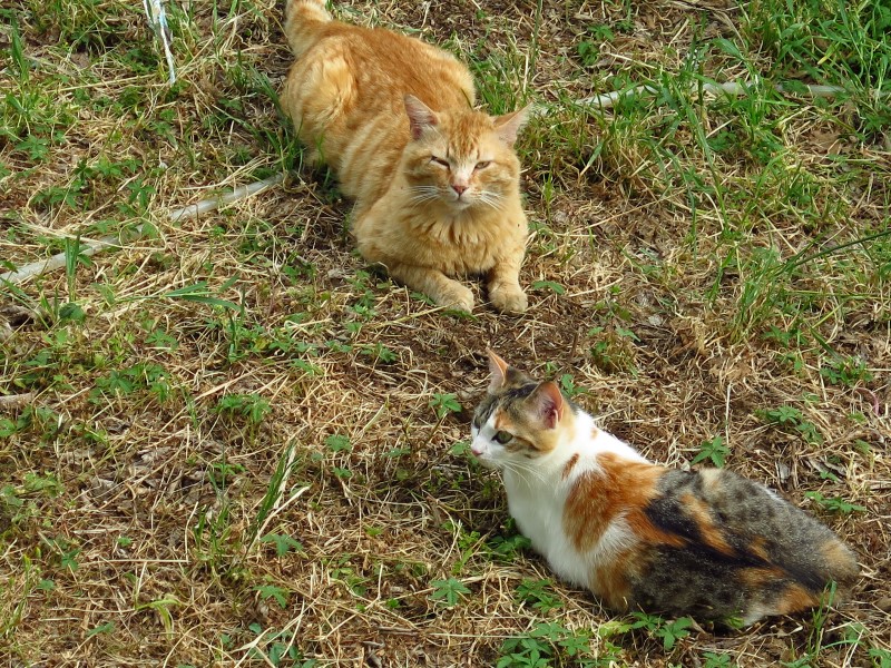 2018-05-05-16h10m36 (Custom).JPG