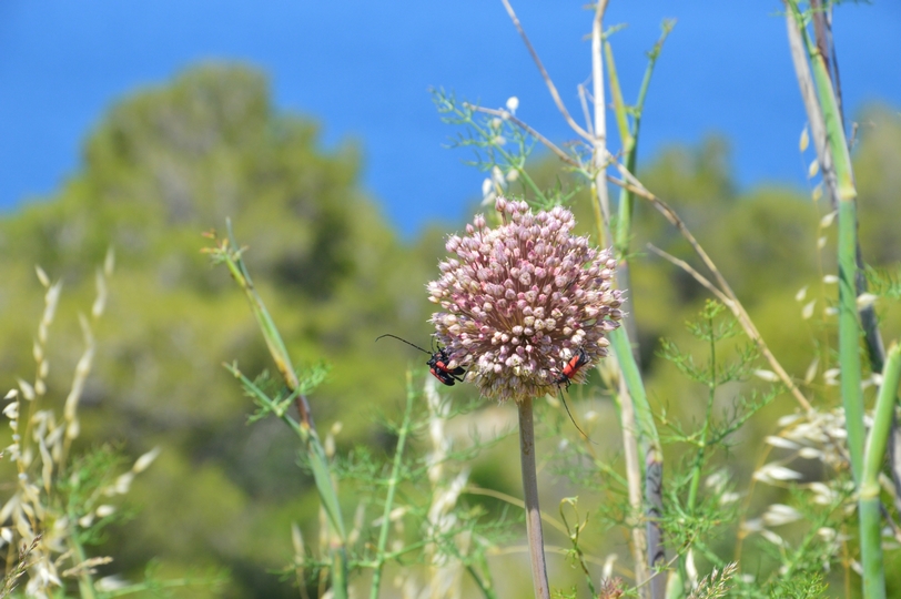 DSC_0362 (Kopiowanie).JPG