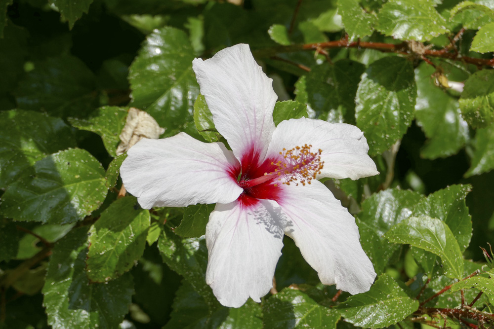 tutaj jeden kwiat, ale mimo, że to wrzesień to było ich sporo / P1030018.JPG P1030018.JPG