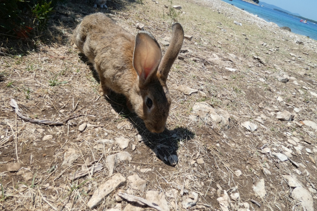 Veli Skojl zajec.jpg