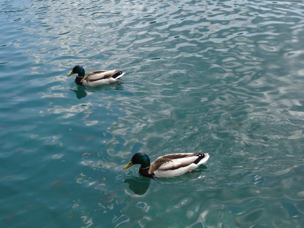 Słowenia maj 2018-05-21 193.jpg