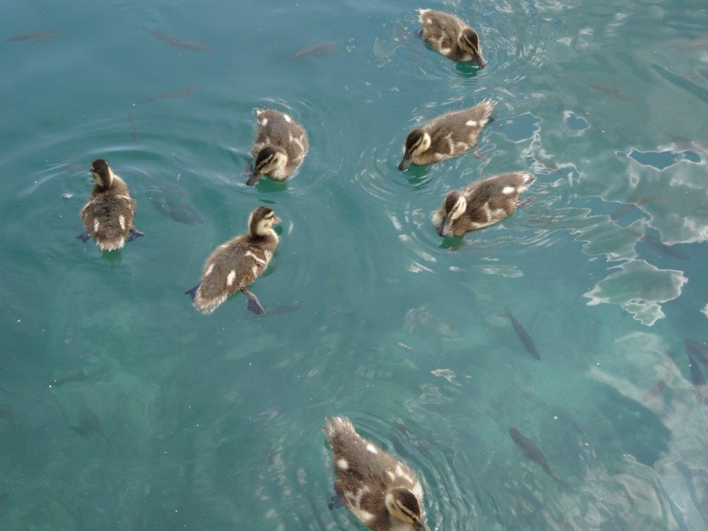 Słowenia maj 2018-05-21 195.jpg