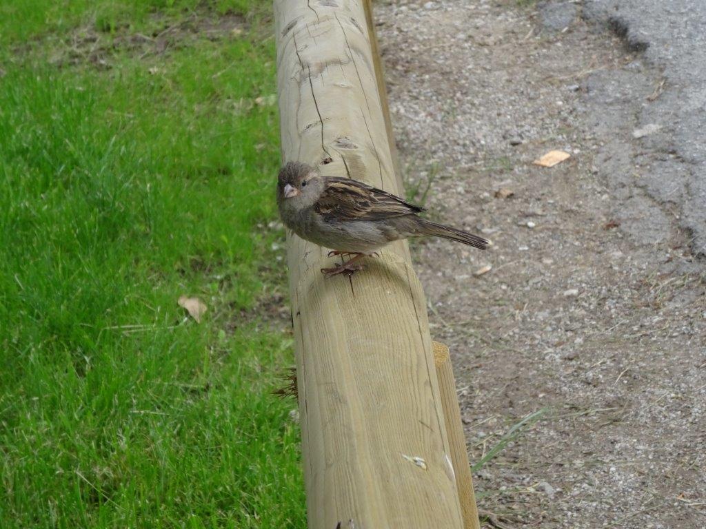 Słowenia maj 2018-05-21 217.jpg