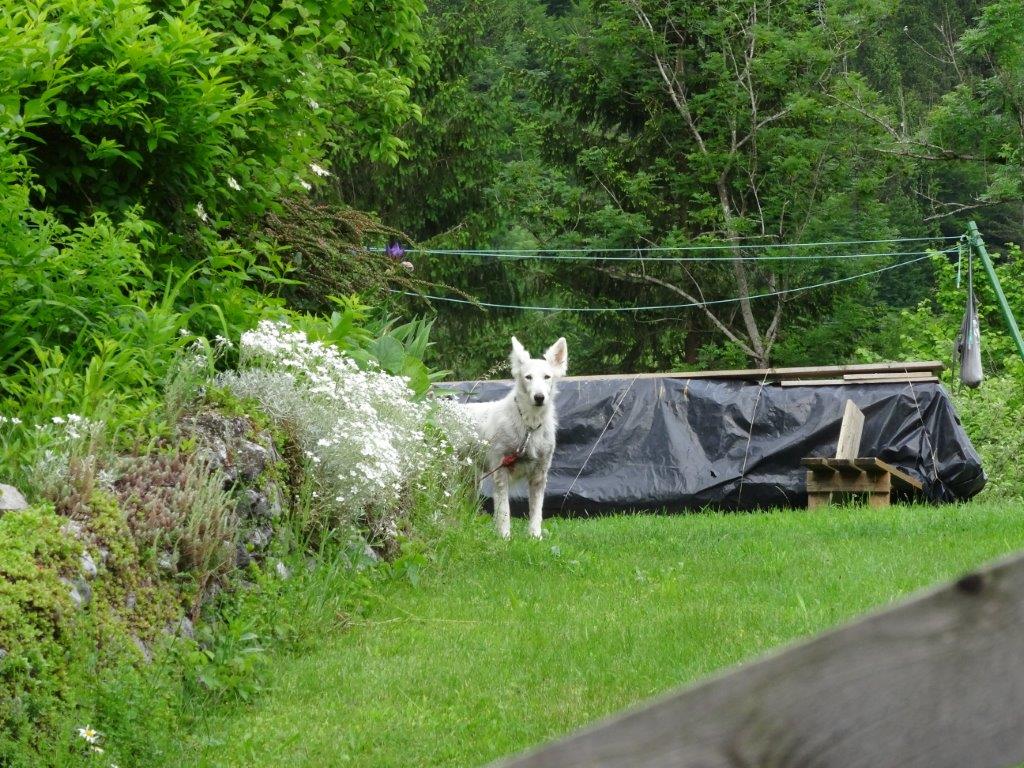 Słowenia maj 2018-05-21 262.jpg