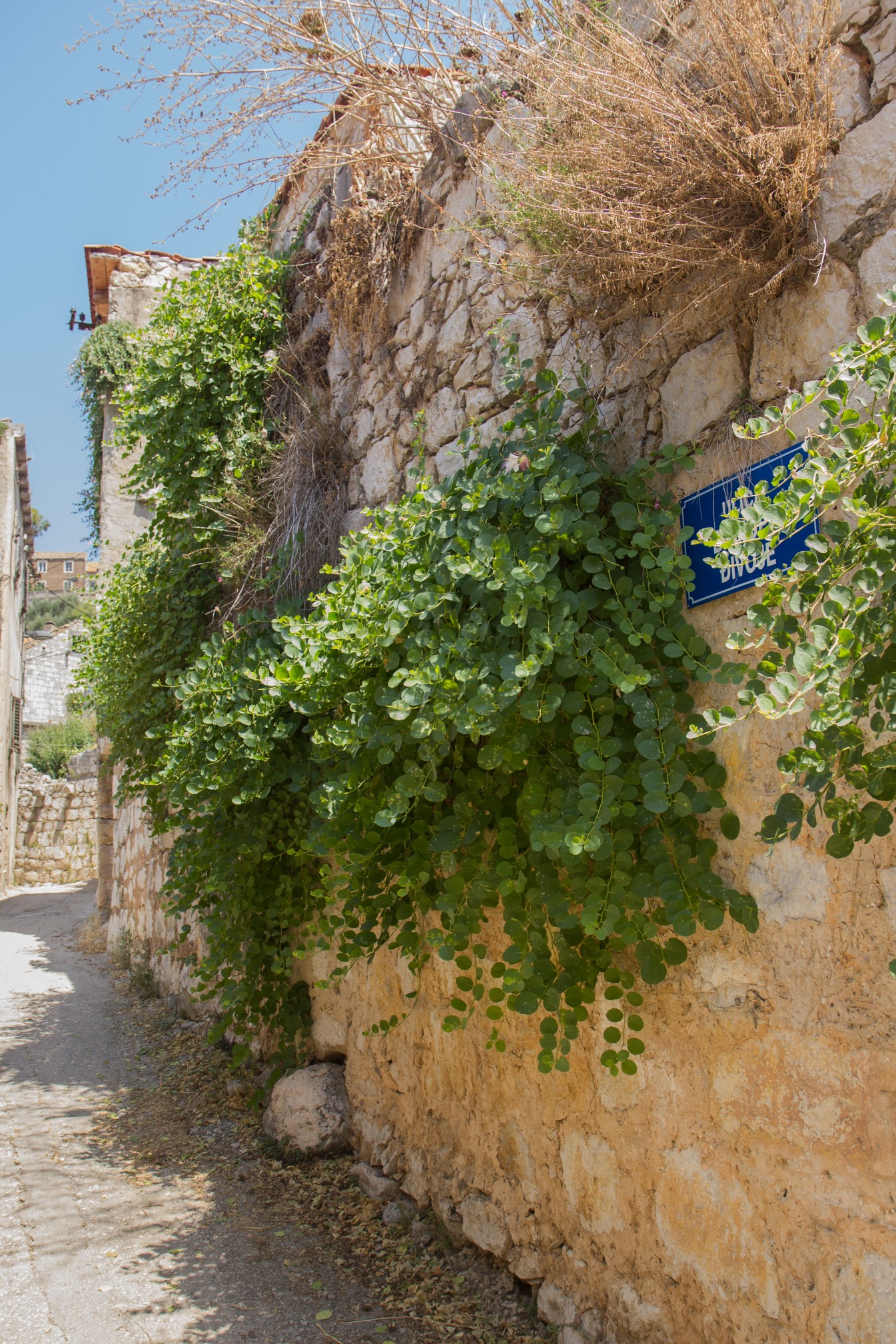 Trawniki umiejscowione są nietypowo - na ścianach ;-) / 24 ziele na sciane_renamed_17474.jpg 24 ziele na sciane_renamed_17474.jpg