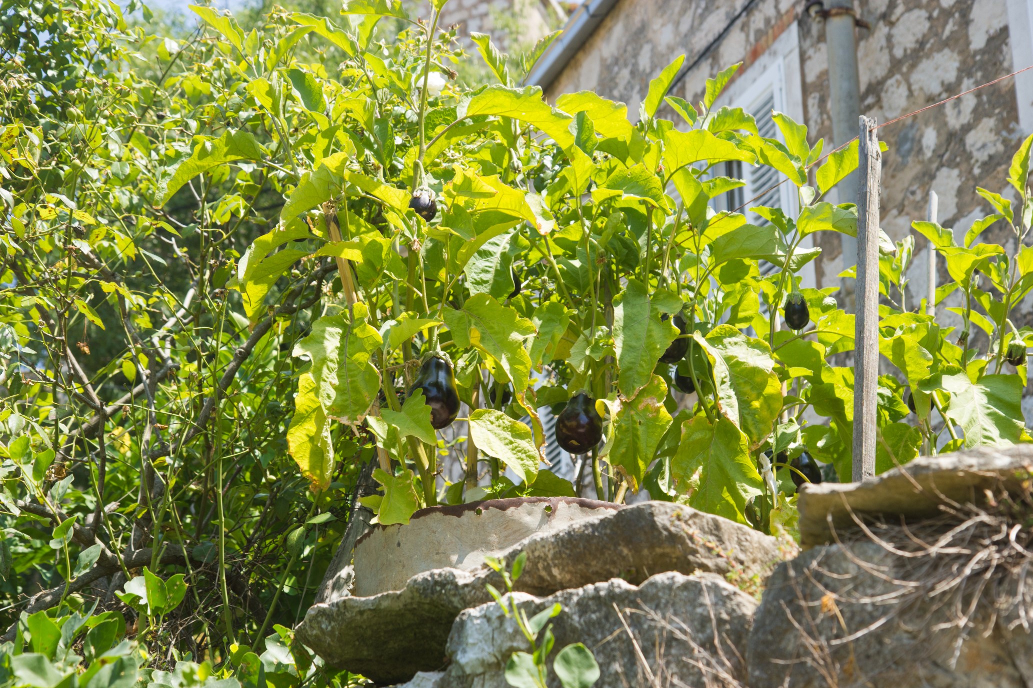 Są i bakłażany! / 25 baklazany.jpg 25 baklazany.jpg