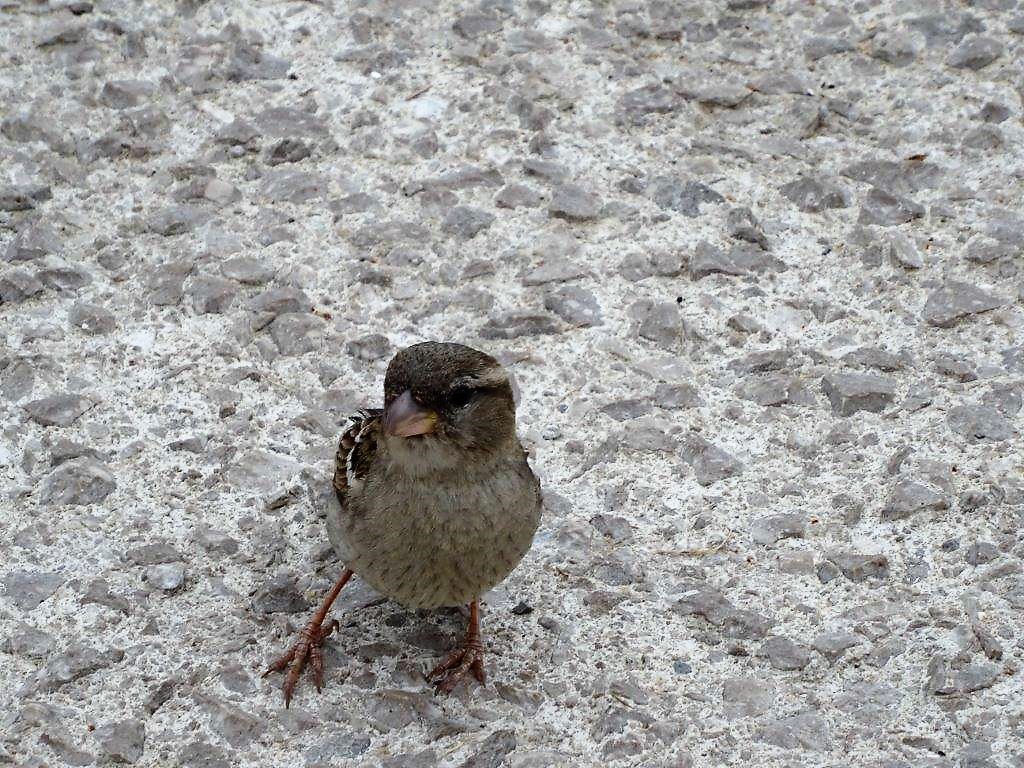 Słowenia maj 2018-05-23 226.jpg