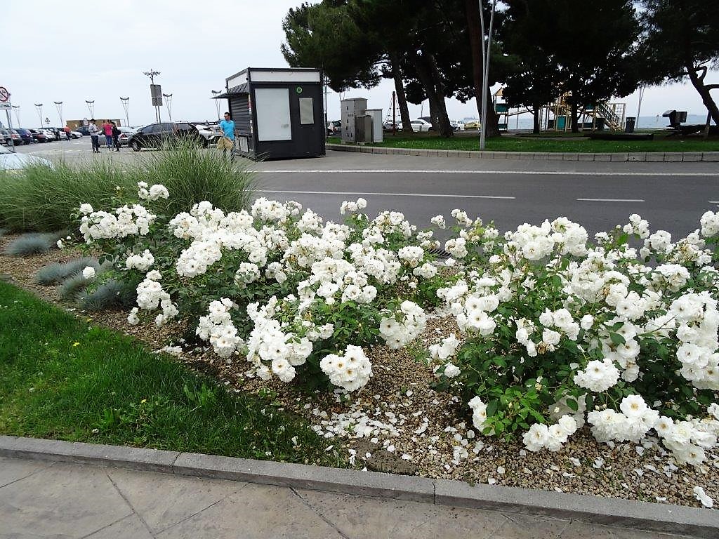 Słowenia maj 2018-05-23 238.jpg