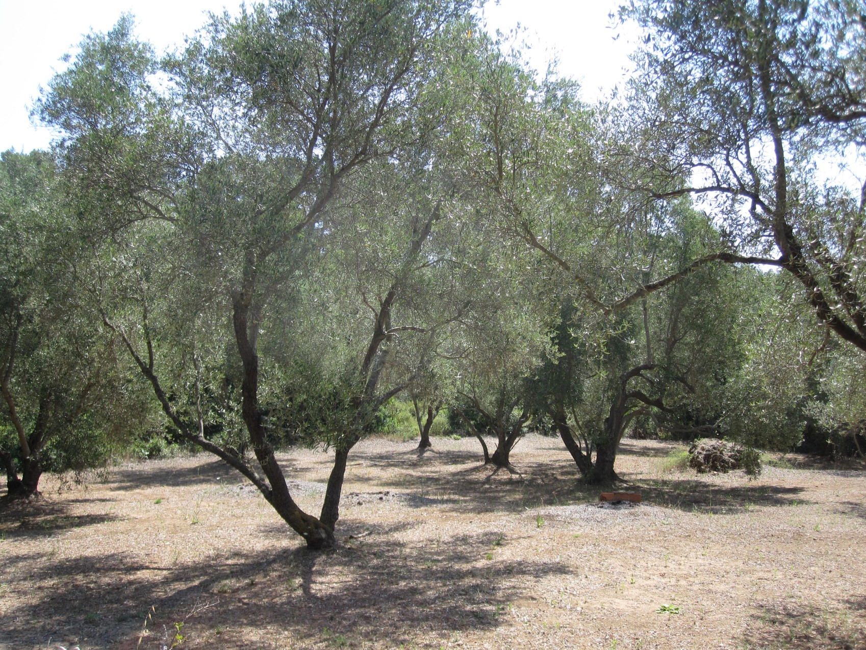 04 gaj oliwny_renamed_9205.jpg