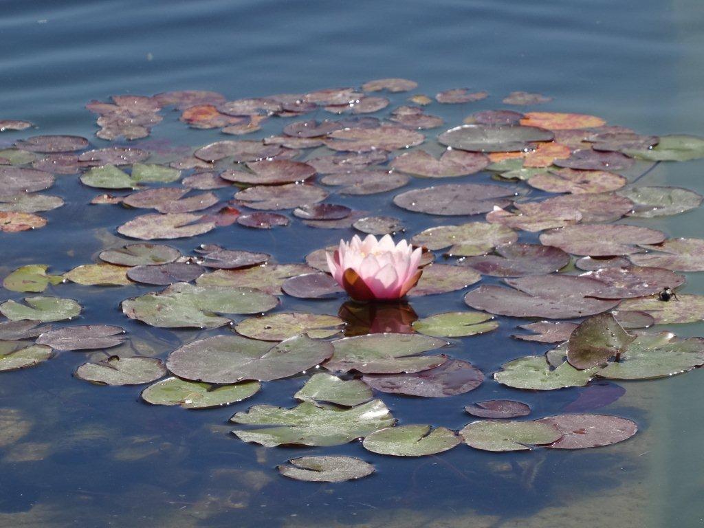 Podbój Iberii cz. I 2491.jpg