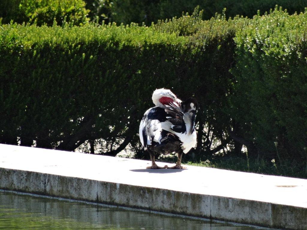 Podbój Iberii cz. I 2496.jpg