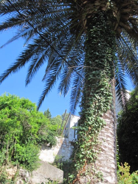 05 palma (450 x 600).jpg