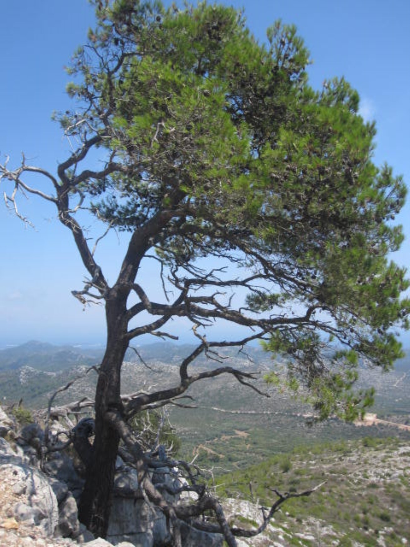 02 drzewko (1310 x 1747).jpg