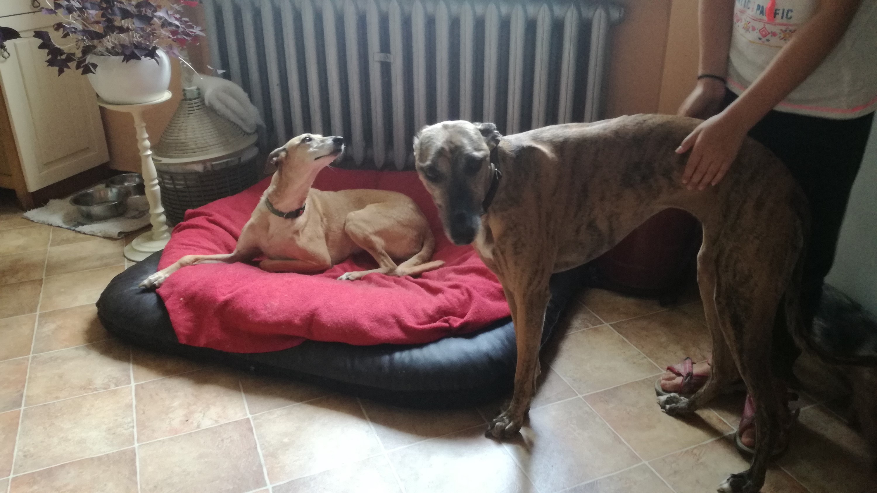 08 pieseła odbiór.jpg