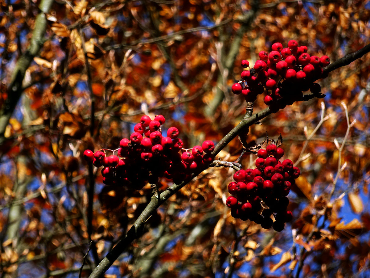 DSC03903.JPG
