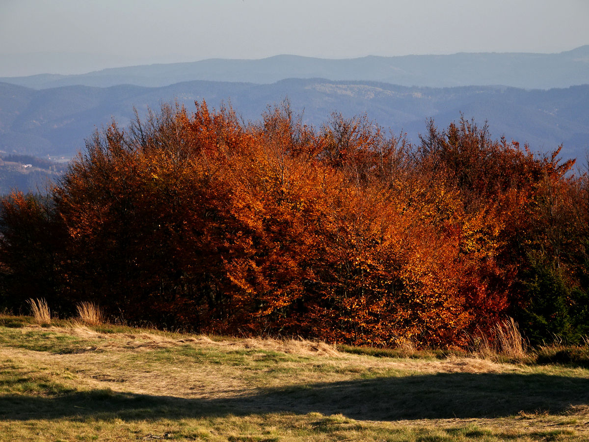 DSC03949.JPG