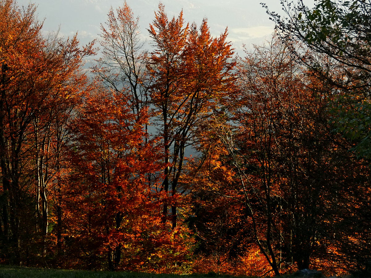 DSC03967.JPG