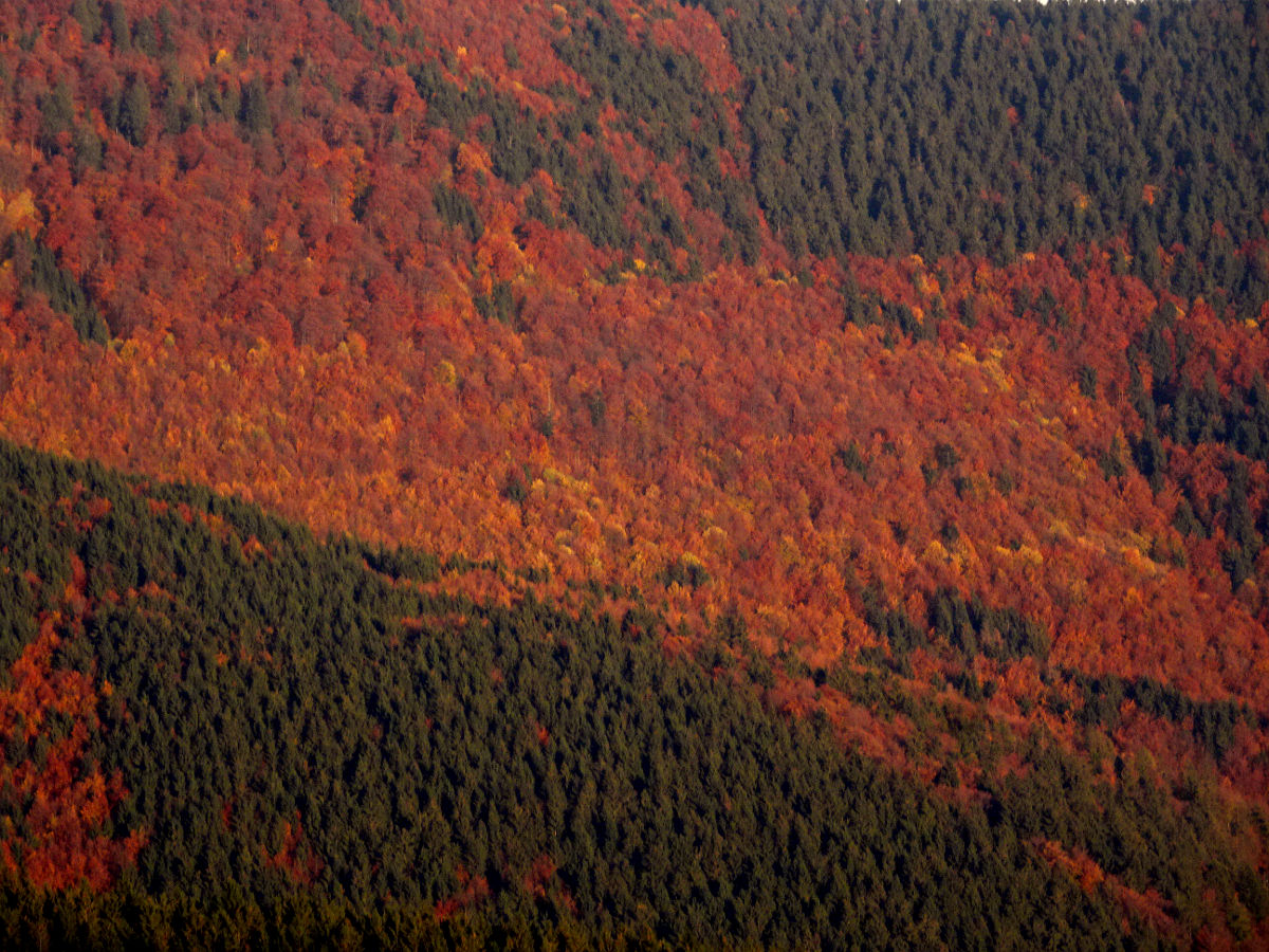 DSC03976.JPG