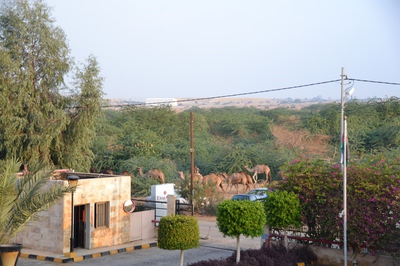 DSC_0413 (Kopiowanie).JPG