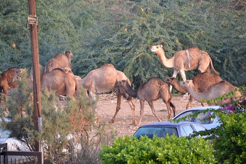 DSC_0418 (Kopiowanie).JPG