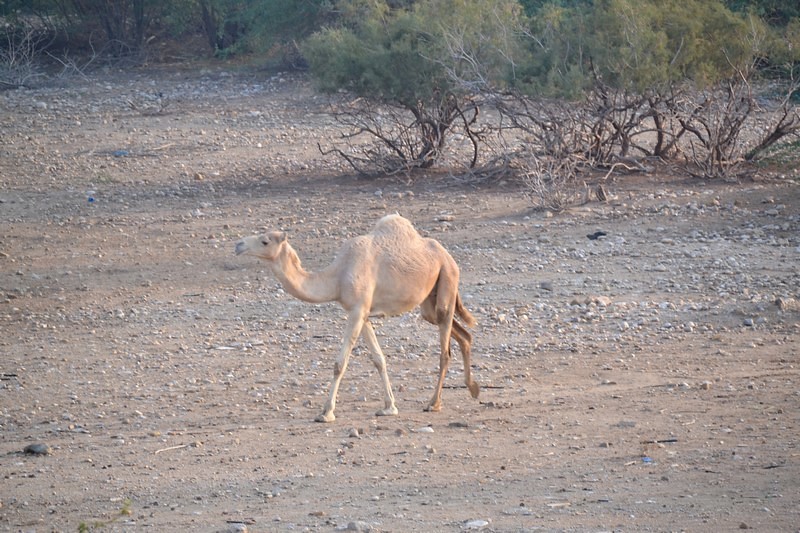 DSC_0424 (Kopiowanie).JPG