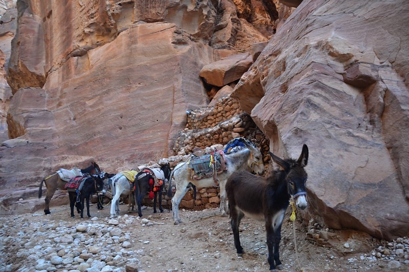 DSC_0382 (Kopiowanie).JPG