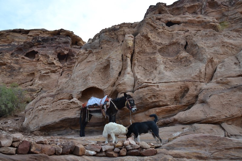 DSC_0447 (Kopiowanie).JPG