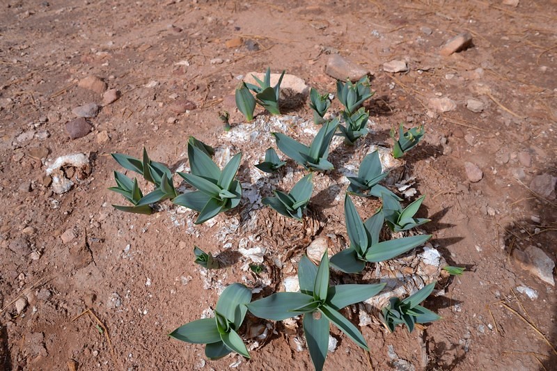 DSC_0462 (Kopiowanie).JPG