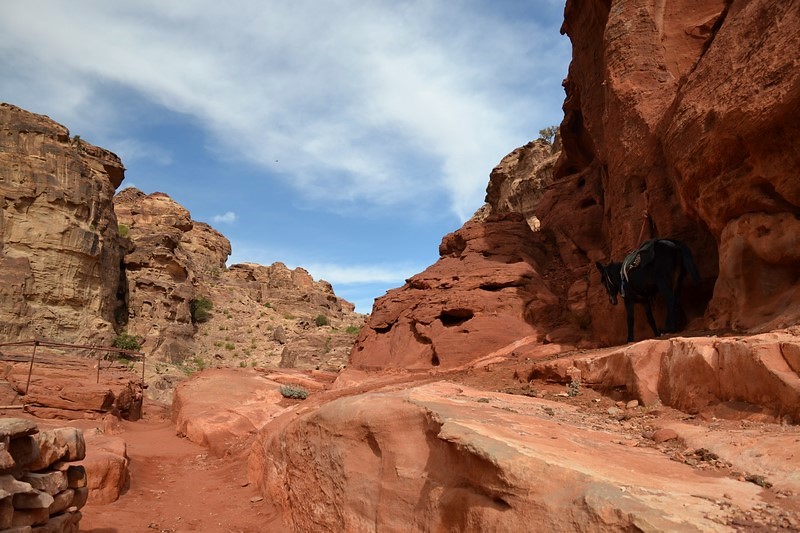 DSC_0474 (Kopiowanie).JPG