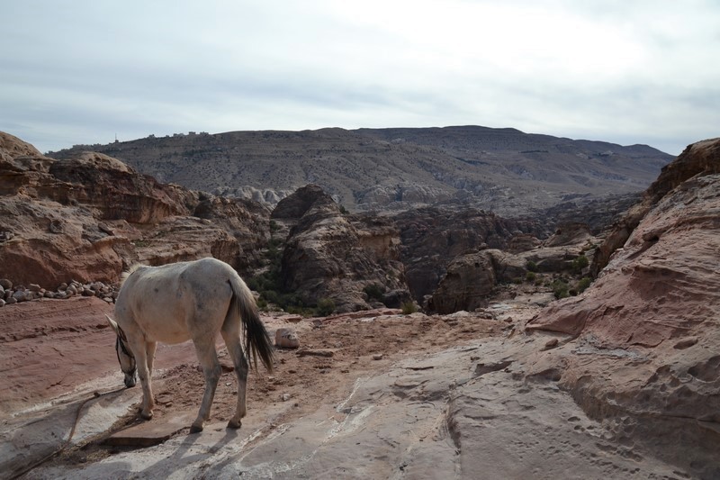 DSC_0495 (Kopiowanie).JPG