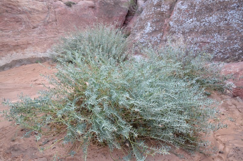 DSC_0499 (Kopiowanie).JPG