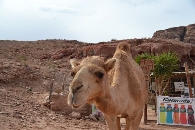 DSC_0529 (Kopiowanie).JPG