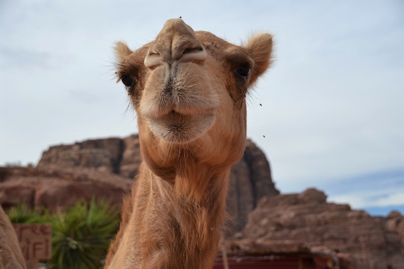 DSC_0531 (Kopiowanie).JPG