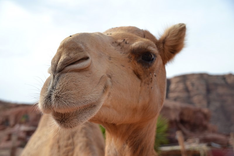 DSC_0532 (Kopiowanie).JPG