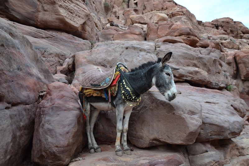 DSC_0566 (Kopiowanie).JPG