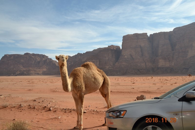 DSC_0296 (Kopiowanie).JPG