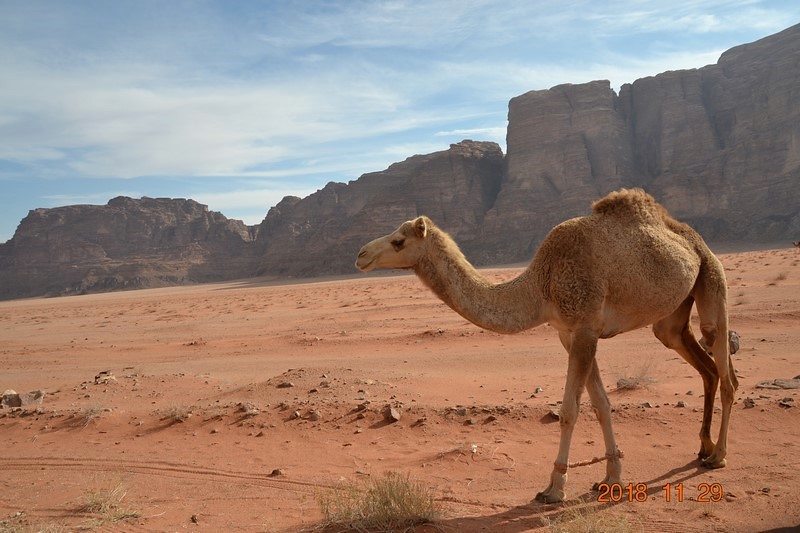 DSC_0297 (Kopiowanie).JPG