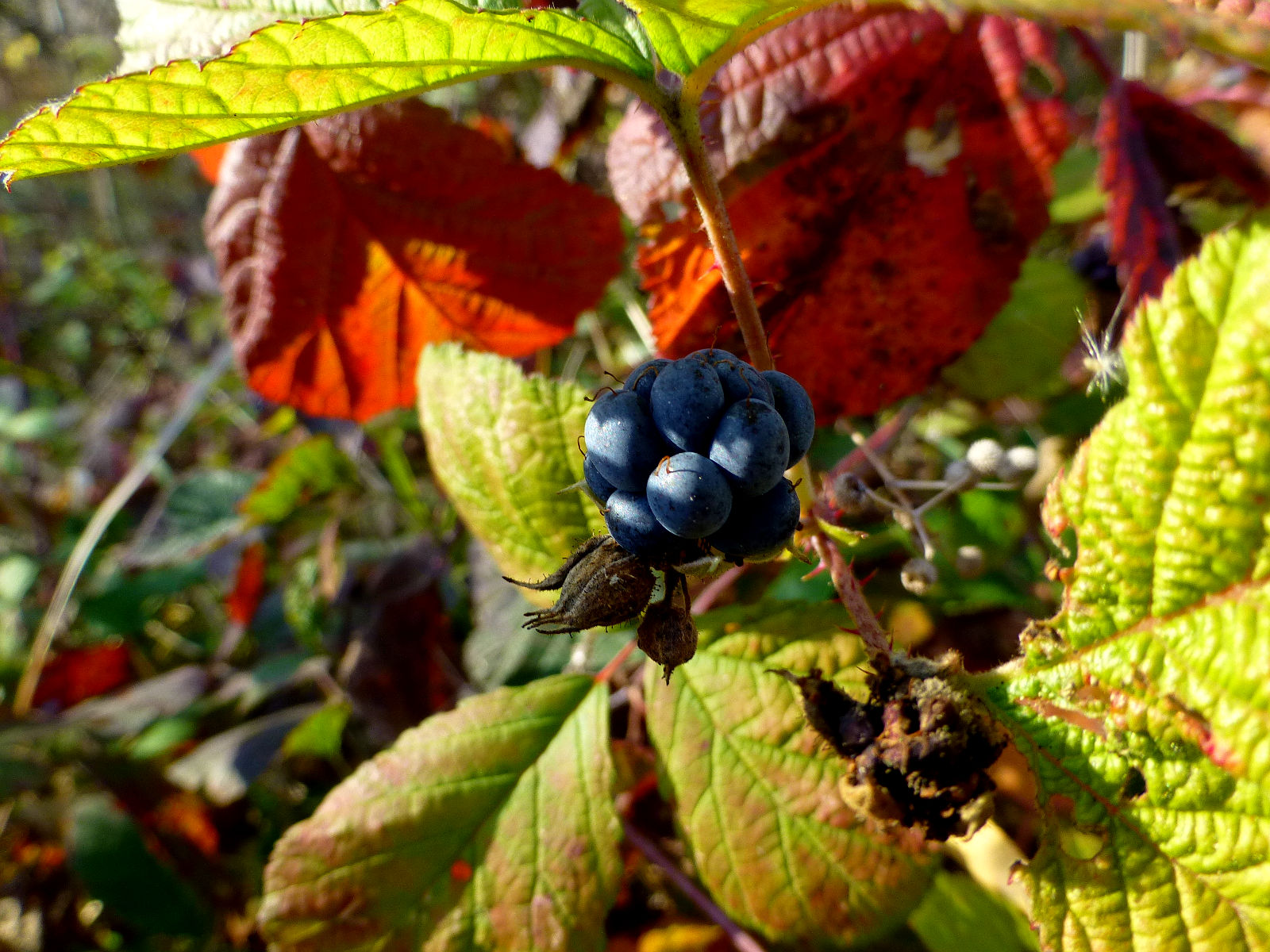 P1020143.JPG