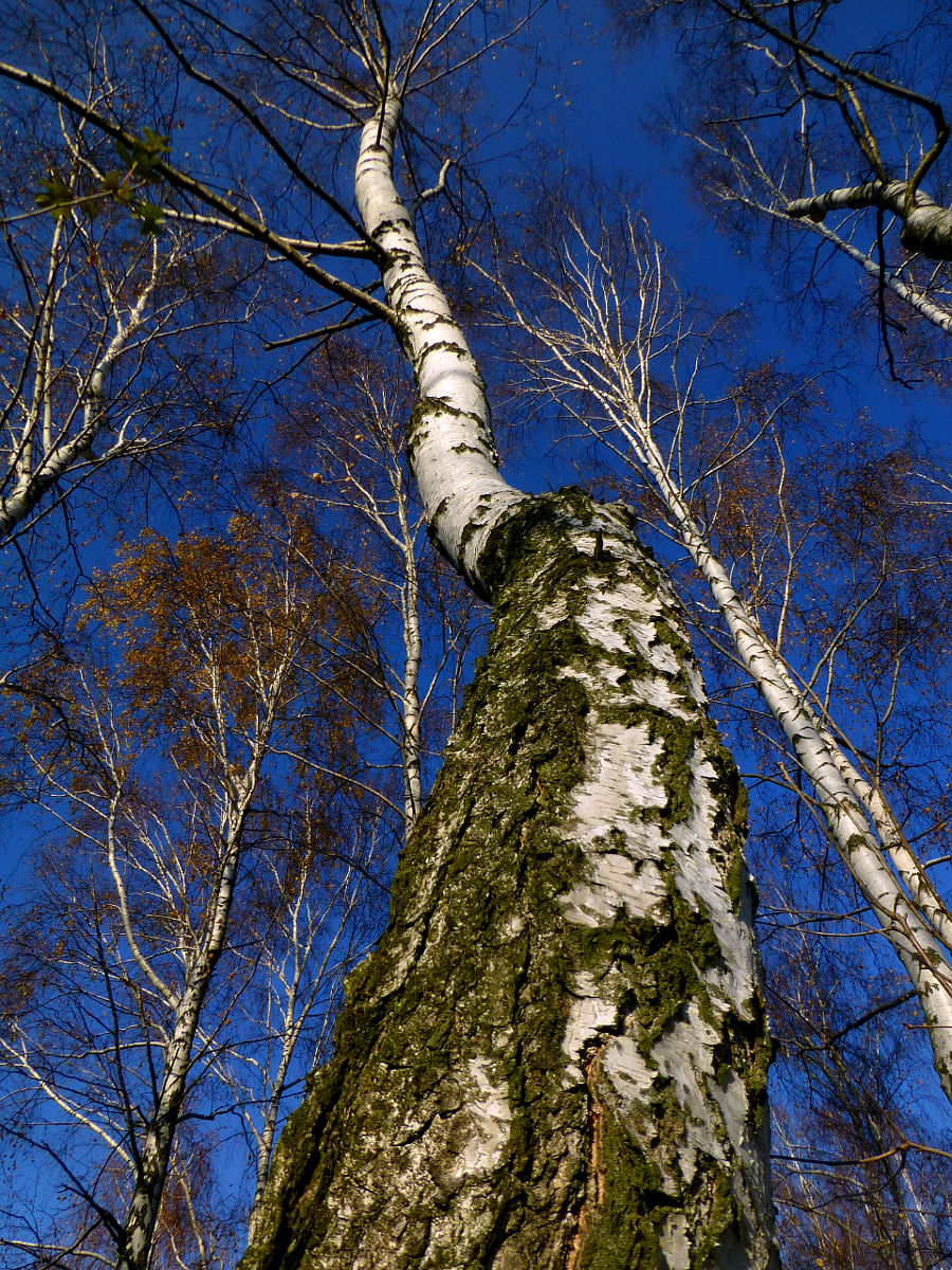 P1020193.JPG