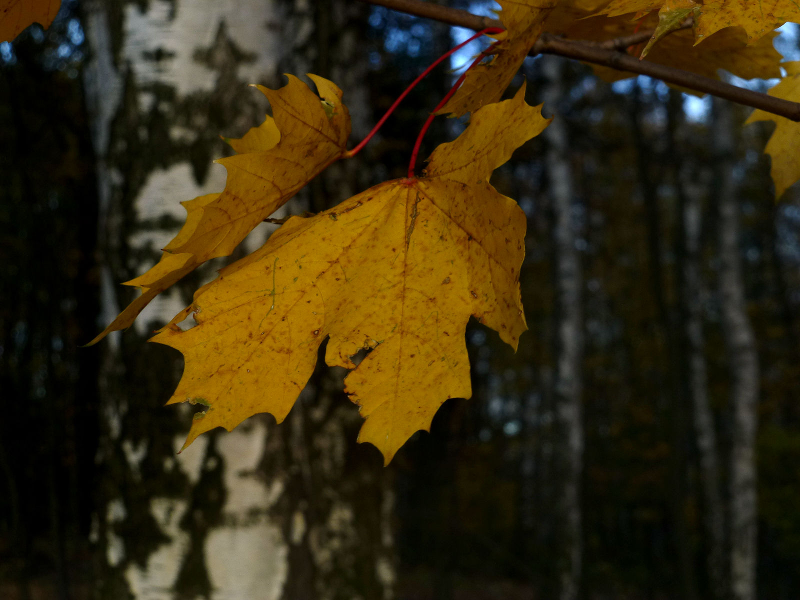 Ty18P1010601.JPG
