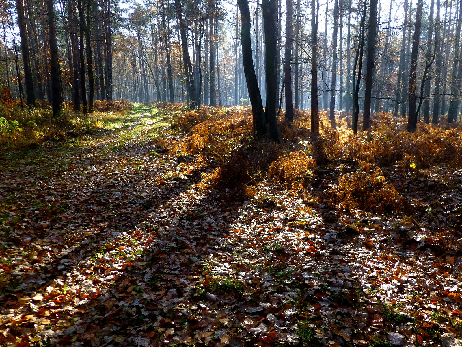 Ty18P1010813.JPG