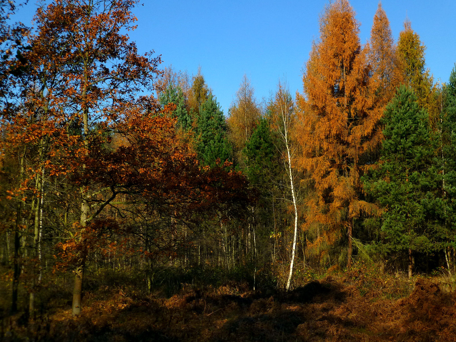 Ty18P1010837.JPG
