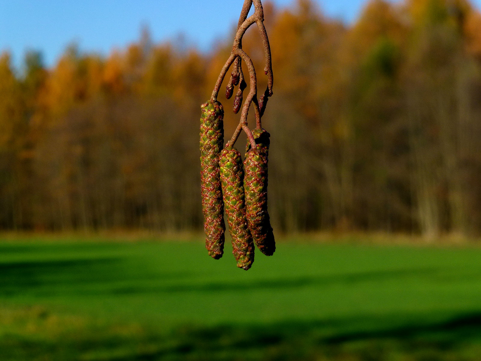 Ty18P1010924.JPG