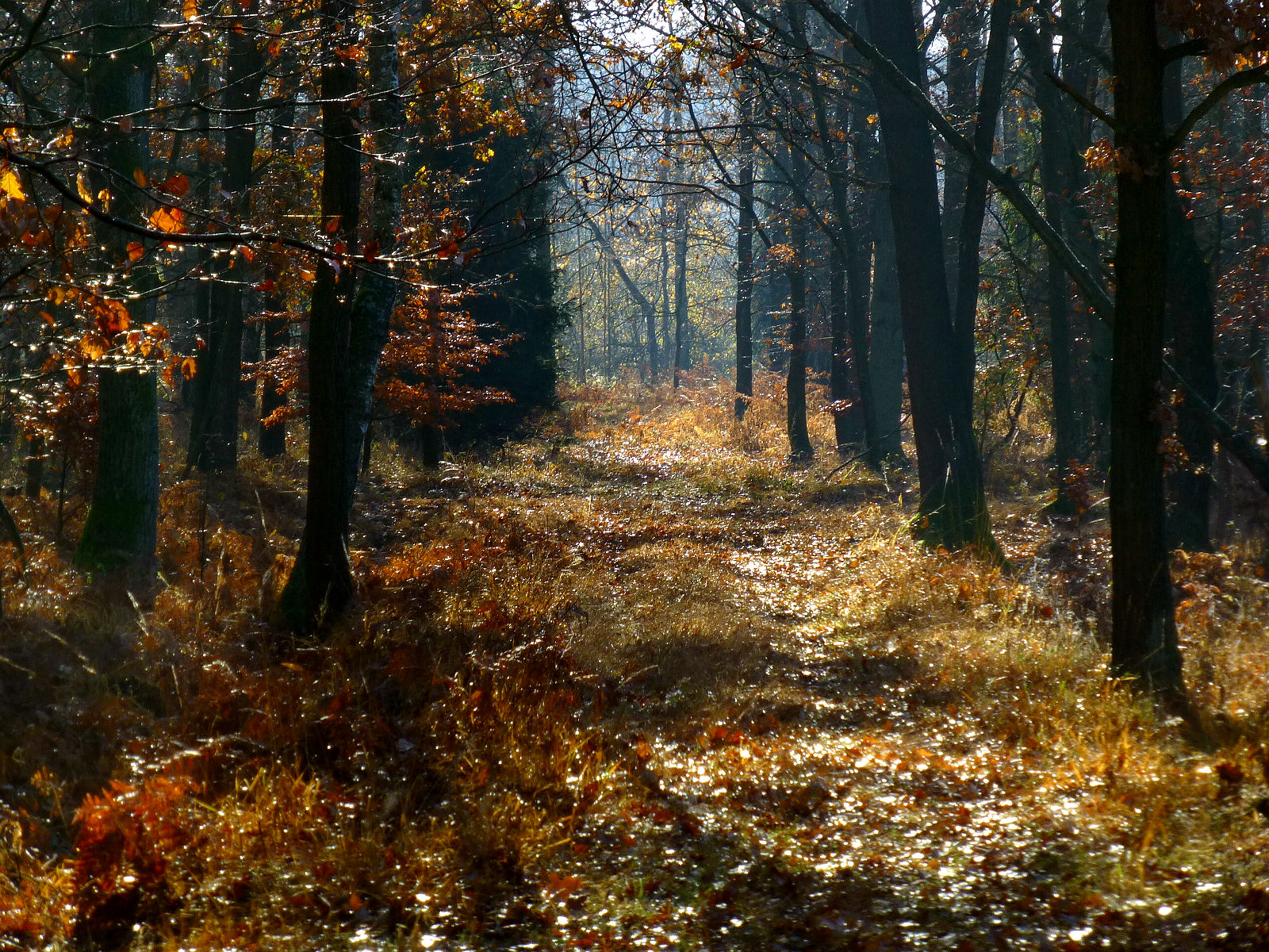 Ty18P1010841.JPG