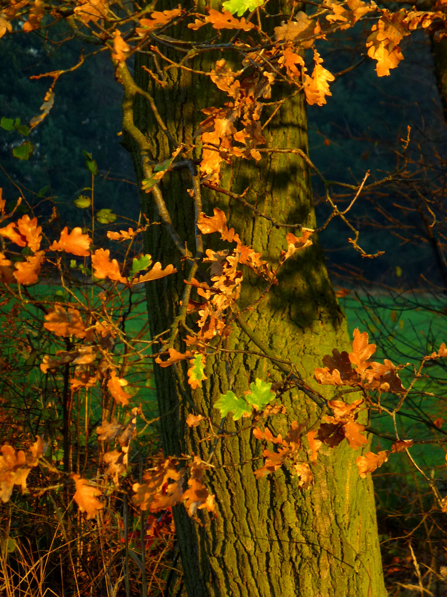 Ty18P1020265.JPG