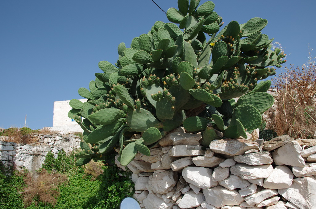 Pano Chora / IMGP3380_resize.JPG IMGP3380_resize.JPG
